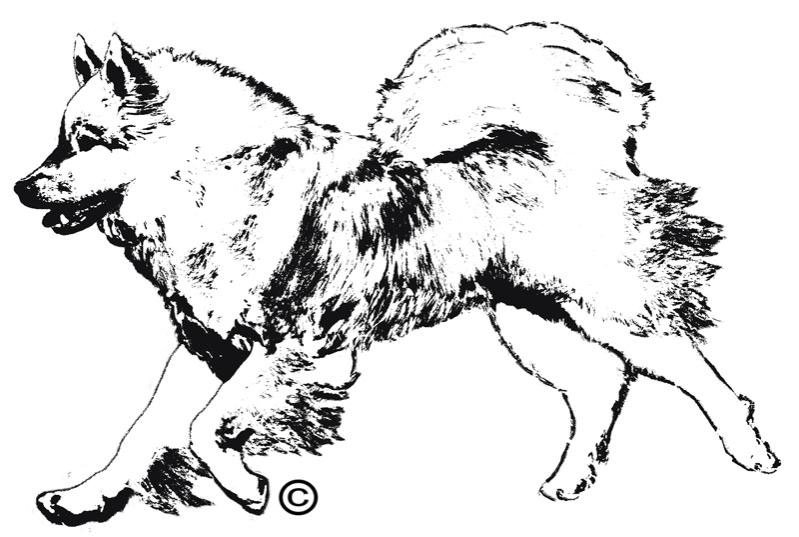 EFD-Hund Transparent