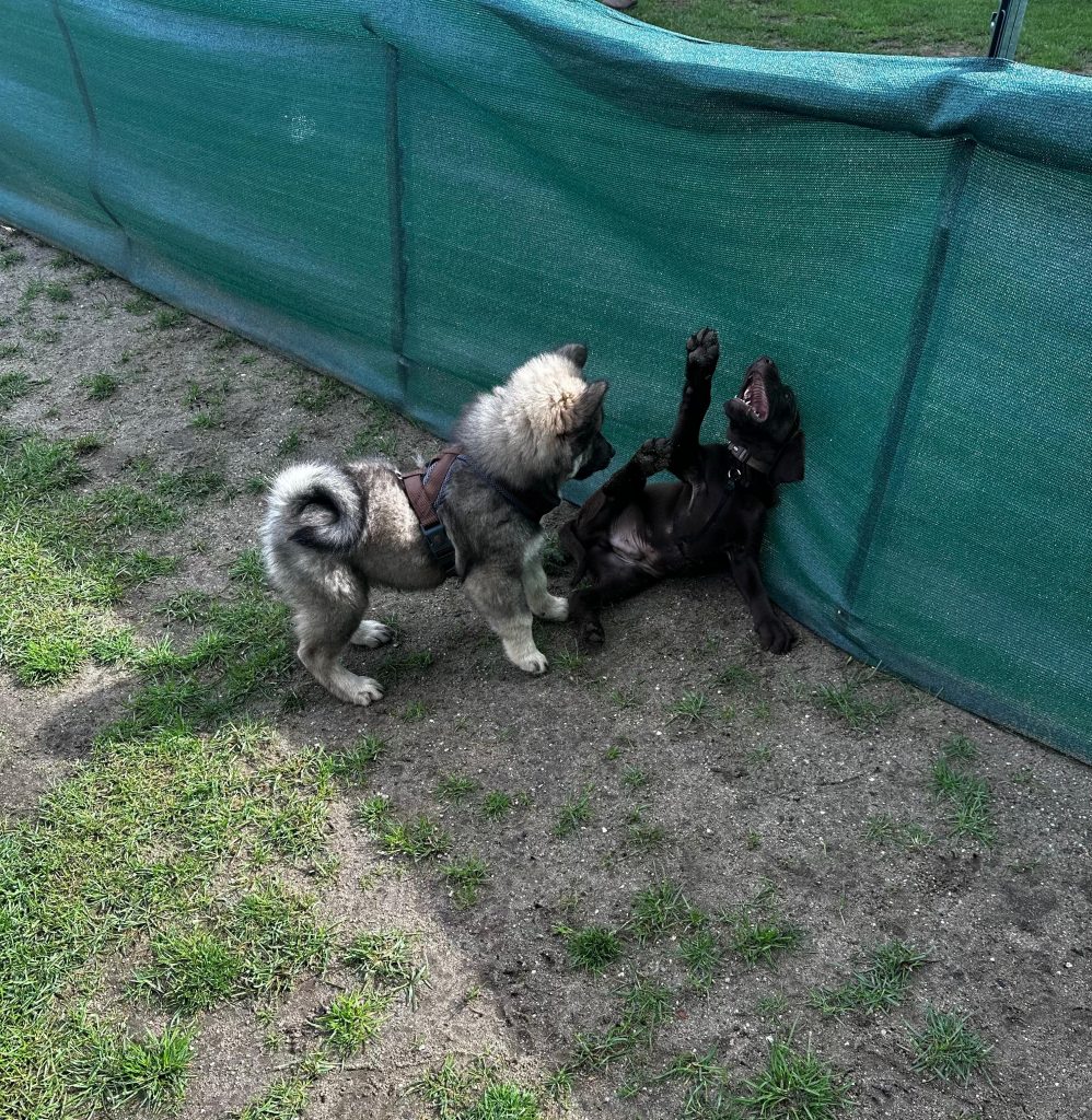 Eurasier in der Hundeschule