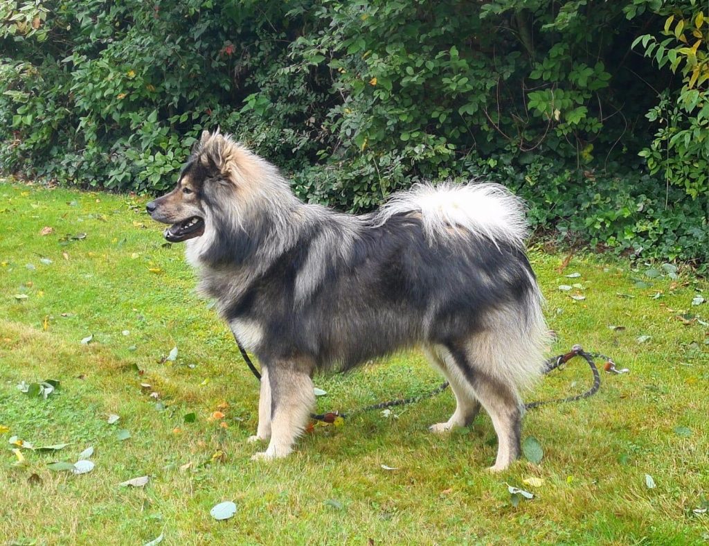 Biko vom Hauptstadtgarten