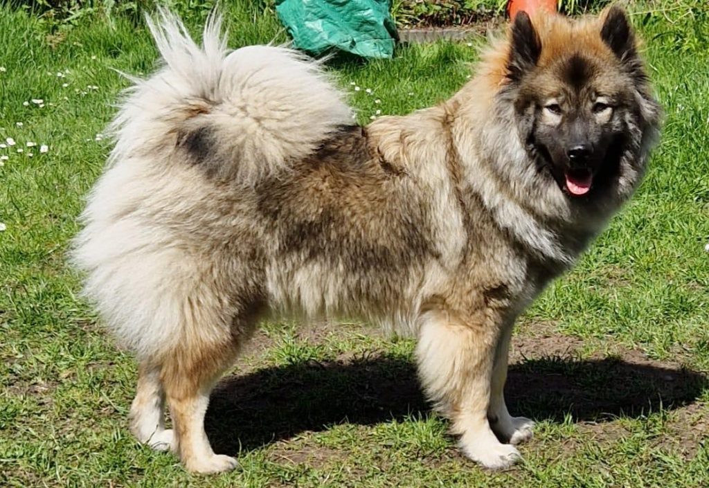 Alva vom Hauptstadtgarten_Sandra Fischer (3)