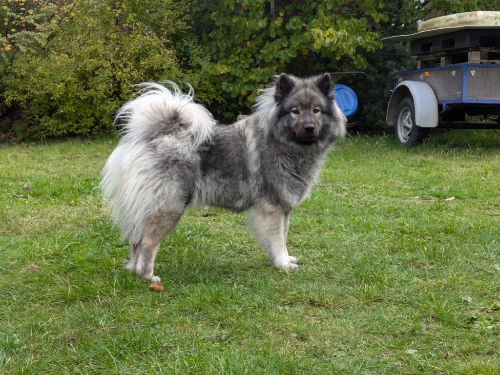 Anni vom Hauptstadtgarten_Ingrid Renke (2)