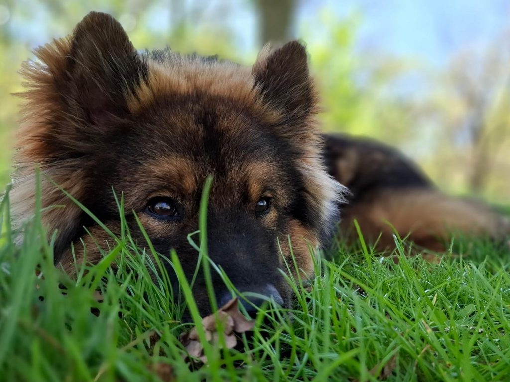 Bonny vom Hauptstadtgarten_Mandy Nickel2