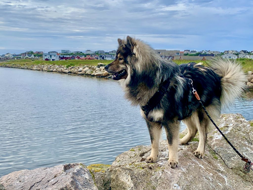 Biko in Norwegen
