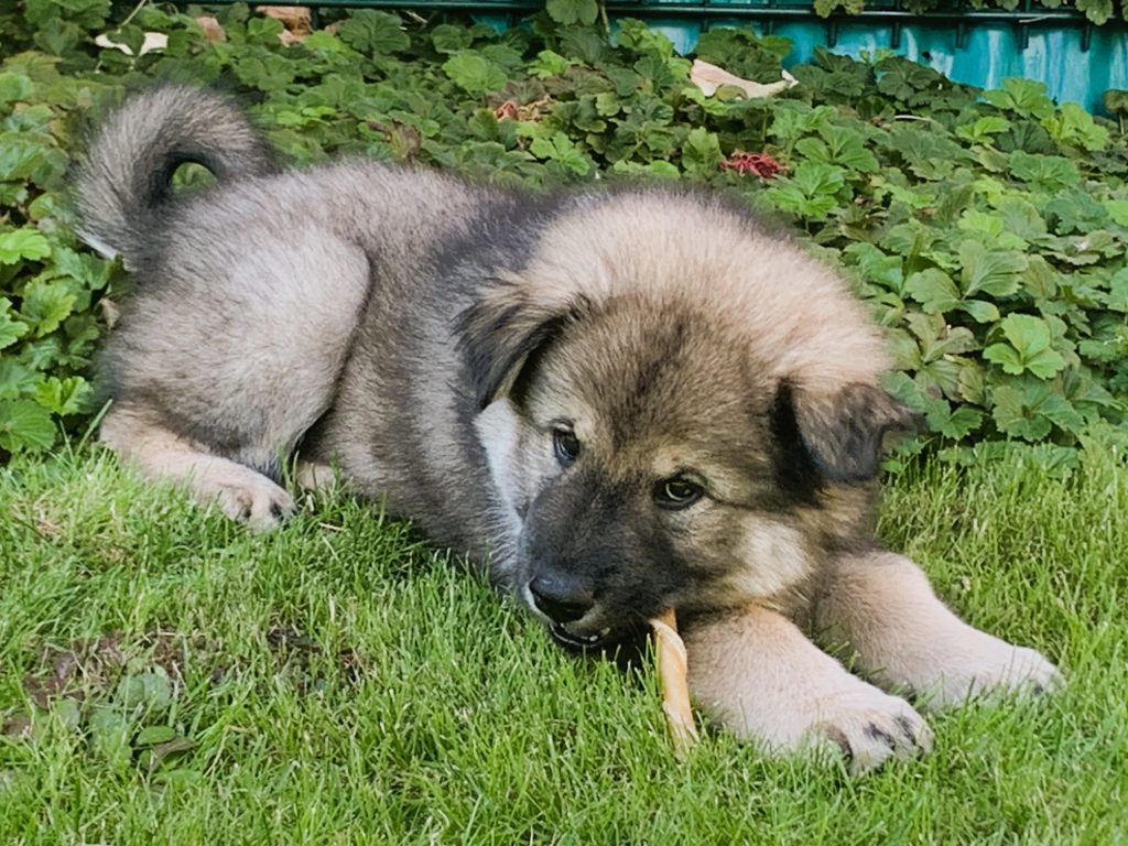 Eurasierwelpe 9 Wochen alt