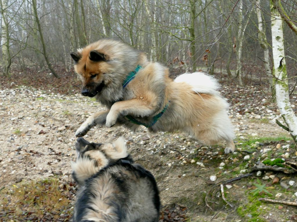 Eurasier beim Spiel