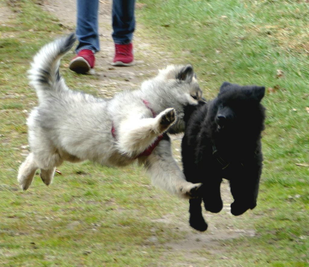 Fliegende Hunde