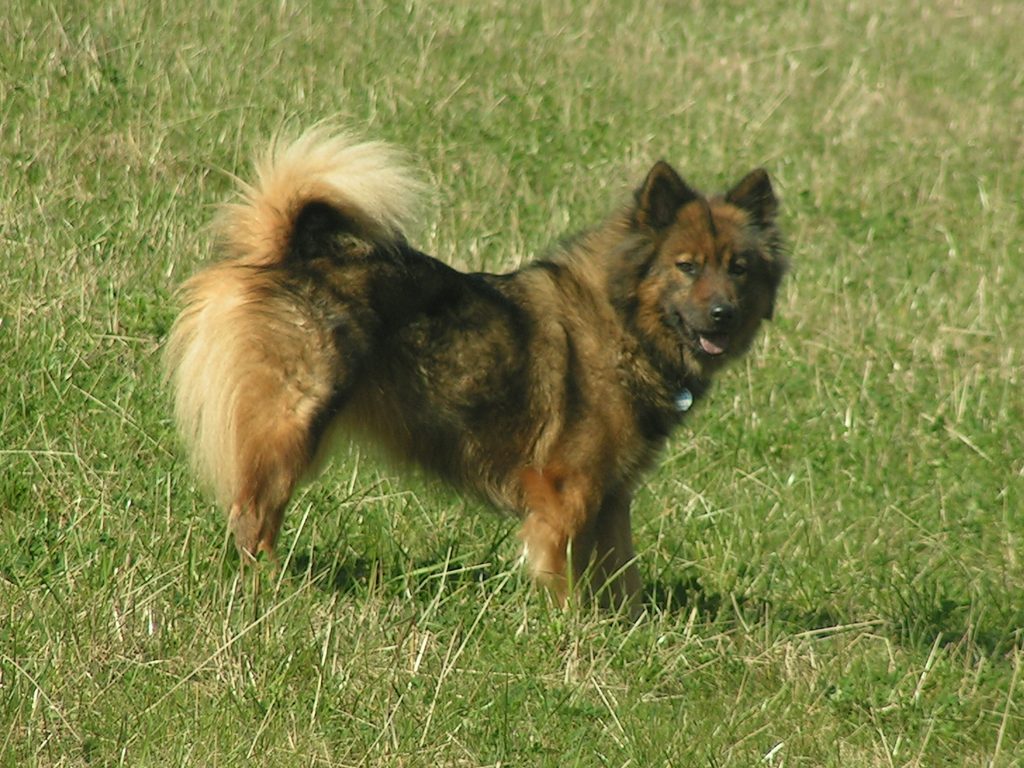 Ambra-Luna vom Bienenstock_Kirsten Bricks