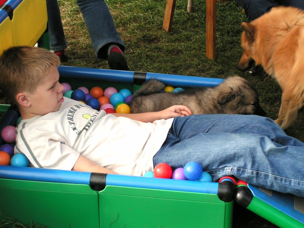 ein Junge mit Eurasier im Bällebad