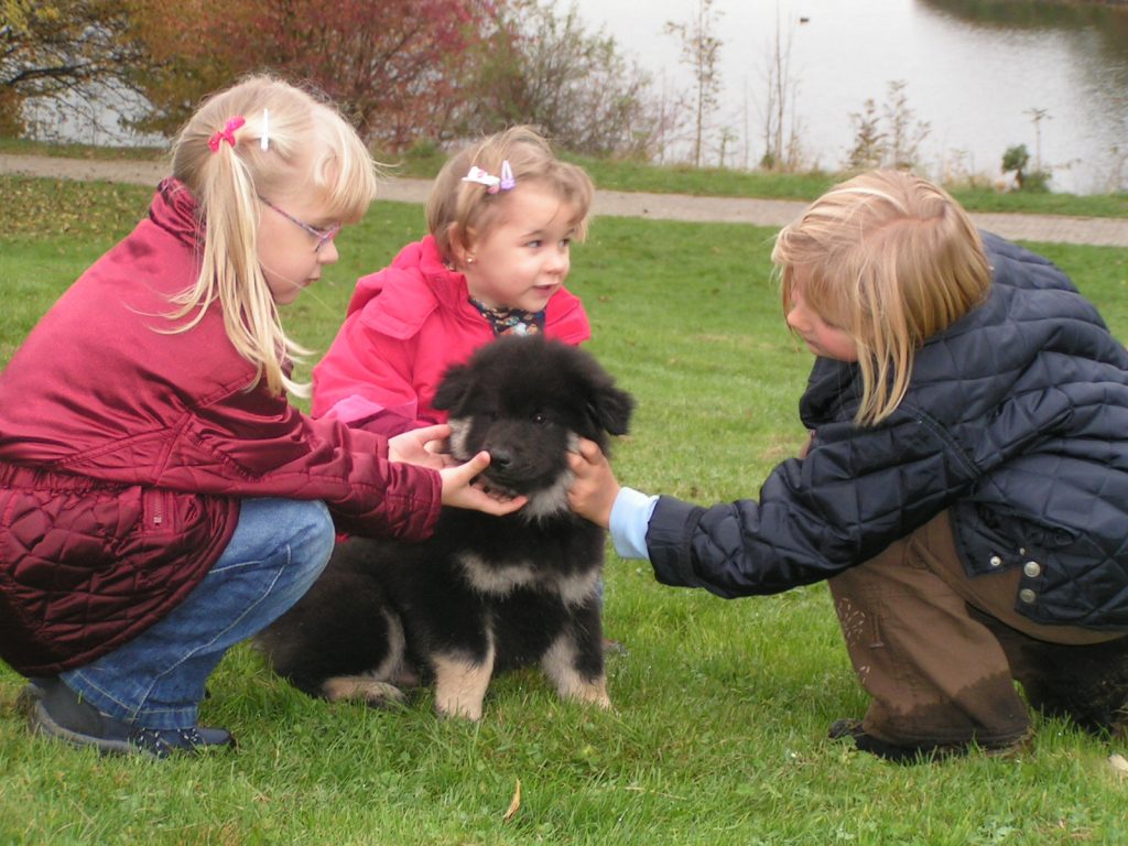 3 Mädchen streicheln einen Eurasierwelpen