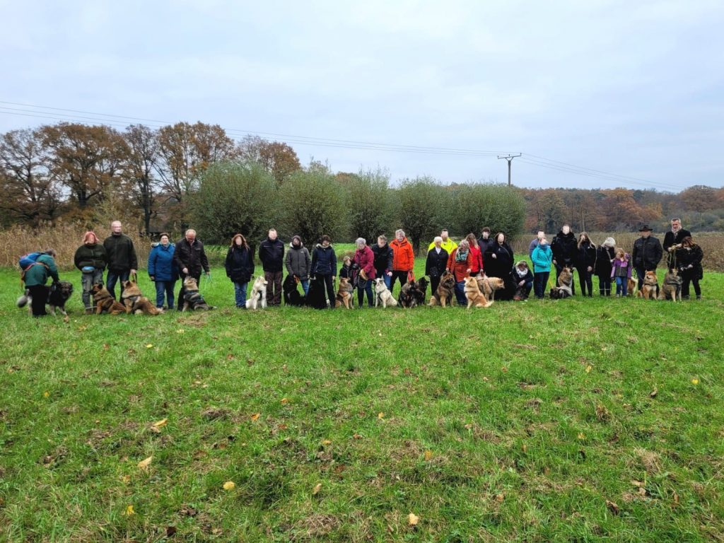 Eurasier Spaziergang Niederrhein