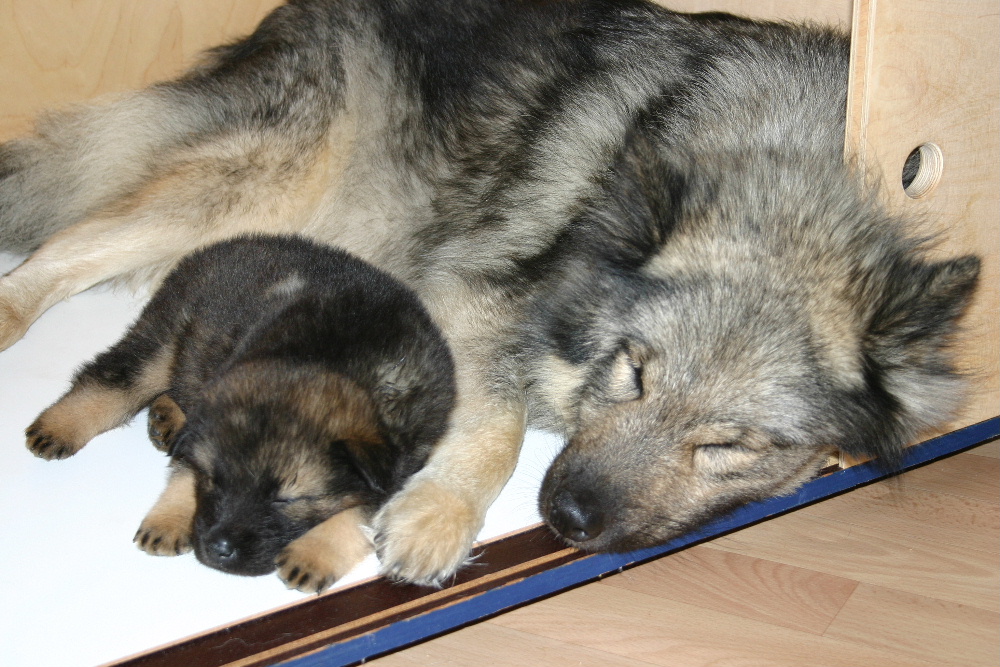 Ambra-Luna vom Bienenstock mit Mutter Ayscha