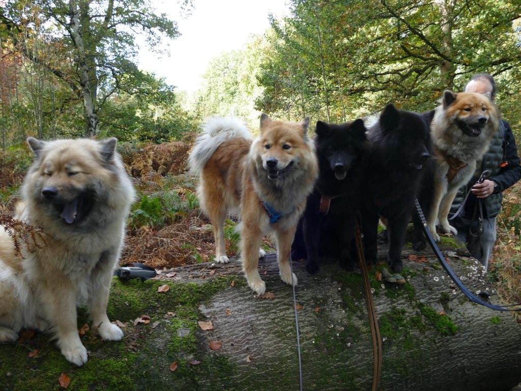 verschieden gefärbte Eurasier auf einem Baumstamm