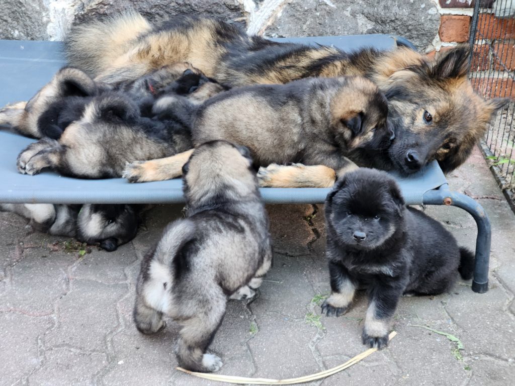 B-Wurf Auri vom Hauptstadtgarten