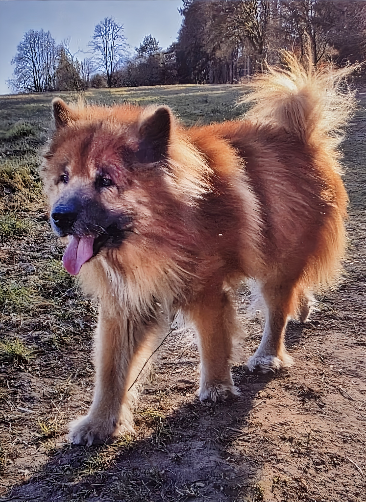 Asco vom Ostseestrand, Volker Greite