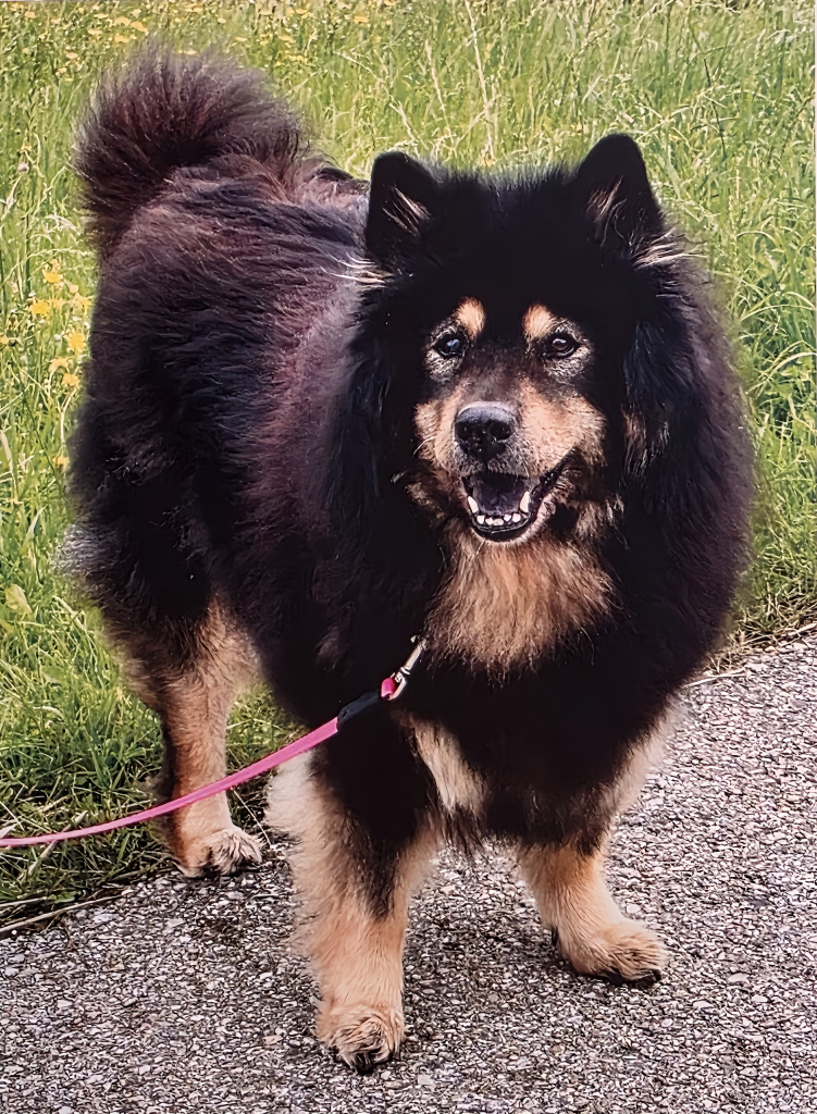 Fanou von den Wolfswiesen, Ute Krämer