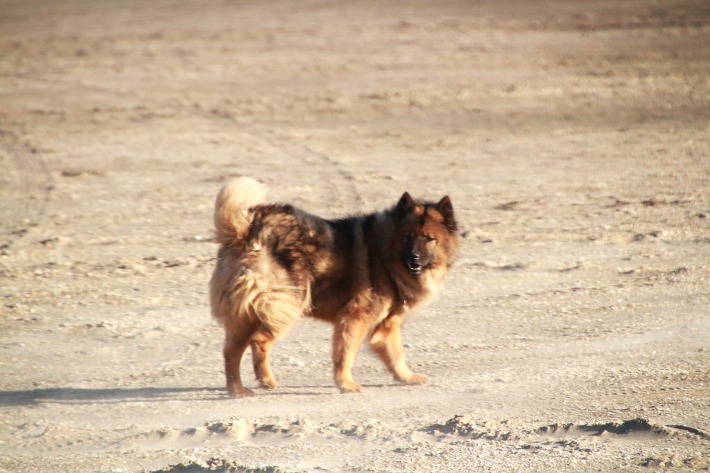 Alter Eurasier am Strand