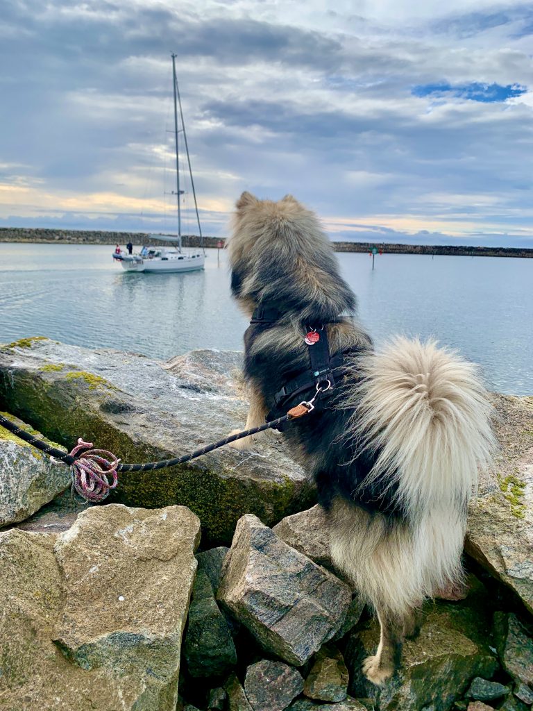 Segelbooten hinterher schauen