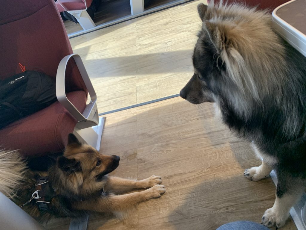 kleine dänische Eurasierdame