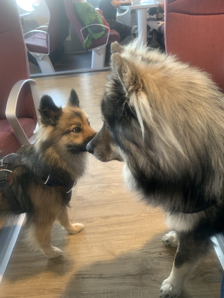 kleine dänische Eurasierdame