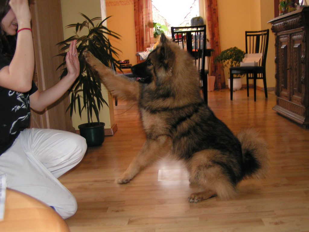Eurasier gibt high five